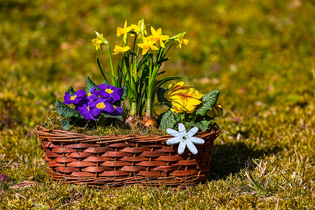 报春花和水仙花精心布置在拉菲草花篮中，与花园分离