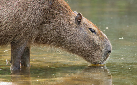 小水豚摄影照片_水豚在池塘里喝水
