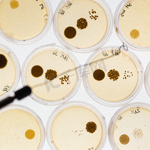 为谁培养人摄影照片_在培养皿中培养细菌。