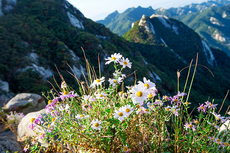 韩国北汉山上的花。