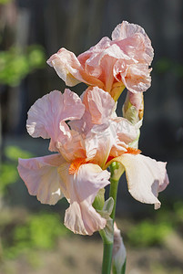 iris摄影照片_粉红色鸢尾 (lat. Íris) 花坛花，多年生，春季流动