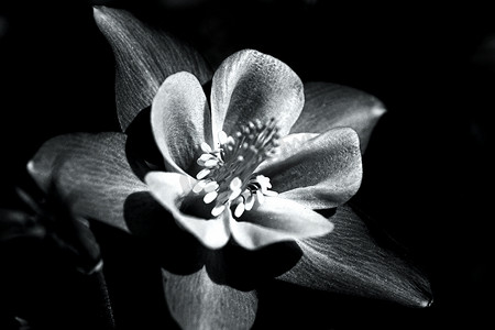 黑白相间的科罗拉多耧斗菜花