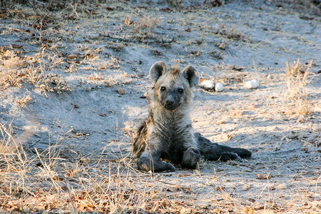 主角摄影照片_斑点鬣狗幼崽在马卡拉里禁猎区担任主角