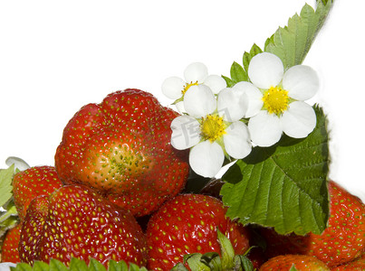 新鲜的草莓水果和鲜花