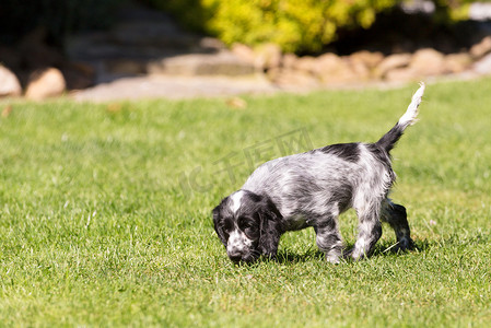 英国可卡犬幼犬