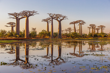 景观大道摄影照片_马达加斯加猴面包树大道日落时美丽的猴面包树