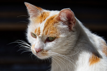 黄白相间雌性流浪猫肖像照片