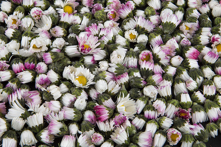 背景：沉睡的闭合雏菊 - bellis perennis