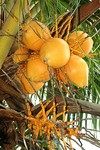 成熟的椰树