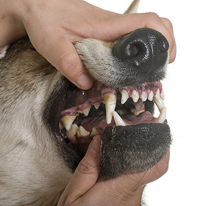 捷克语摄影照片_捷克斯拉夫狼犬的牙齿