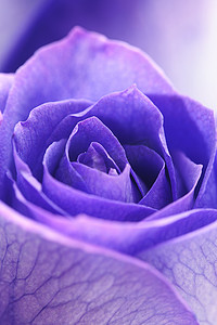 美丽的紫罗兰色玫瑰宏观背景