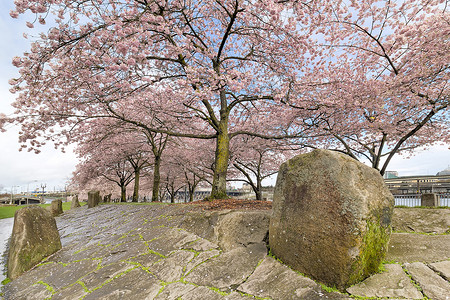 春天有大石头的樱花树