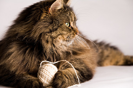 毛茸茸的猫拿着一根绳子