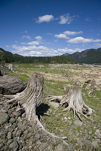 林区摄影照片_美国华盛顿州斯诺夸尔米山口附近的砍伐林区