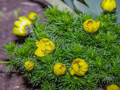 阿多尼斯多年生，黄色的花朵在春天在花园里绽放，