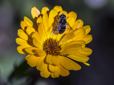 春天树叶飞摄影照片_橙色花瓣上的蜜蜂