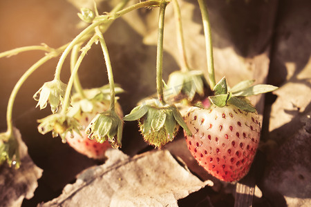 红草莓摄影照片_红草莓特写镜头与种植草莓背景与日出
