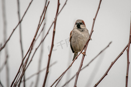 冬的野生动物摄影照片_冬天在树枝上的麻雀