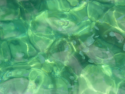 海水下的水母群