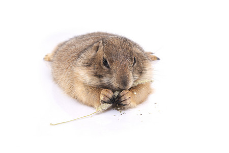 小可爱的土拨鼠躺在地上享受吃东西的乐趣。