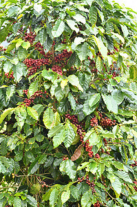 树上的新鲜咖啡豆