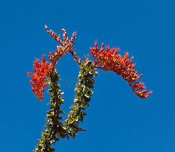 Ocotillo 仙人掌的深红色花朵