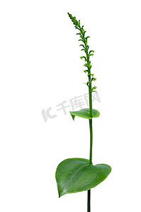 双叶 Genaria 兰花 - Gennaria diphylla