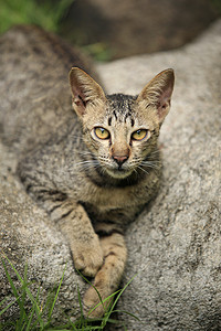 流浪猫