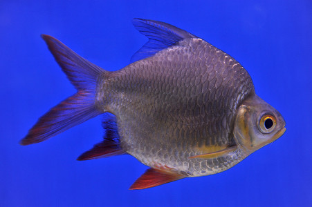 水族鱼缸摄影照片_水族馆里的倒钩