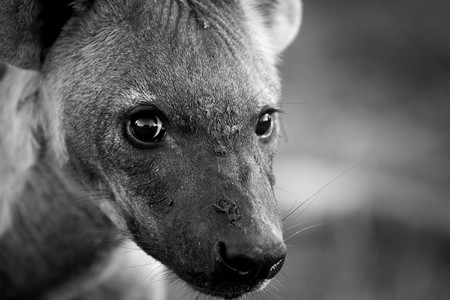 黑白动物摄影照片_一只年轻的斑点鬣狗看着黑白相间的相机。