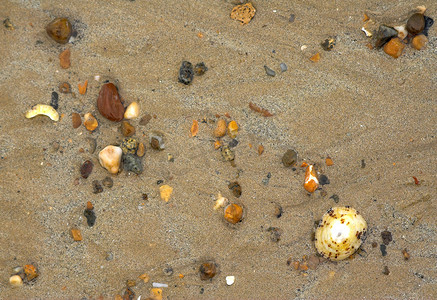 沙子上的湿彩石和贝壳