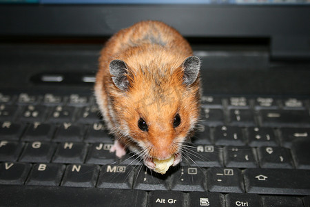 小仓鼠吃东西摄影照片_键盘上的仓鼠