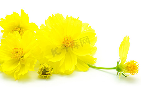 黄色波斯菊