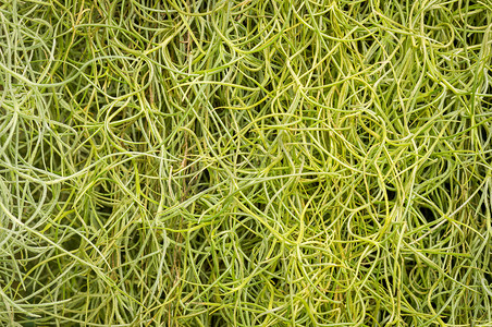 西班牙苔藓摄影照片_西班牙苔藓背景。