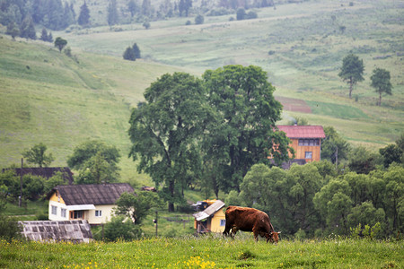 山上的绿色草地和一头牛