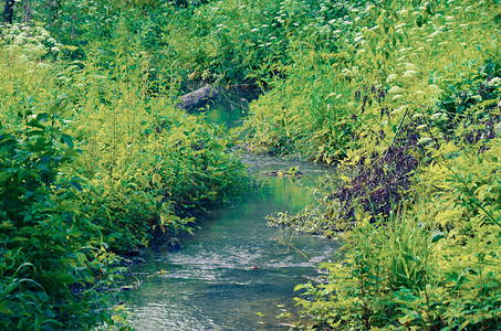 干净的小河和杂草丛生的绿色河岸