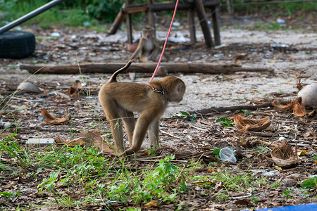 在亚洲国家的一个农场上拴着猴子。