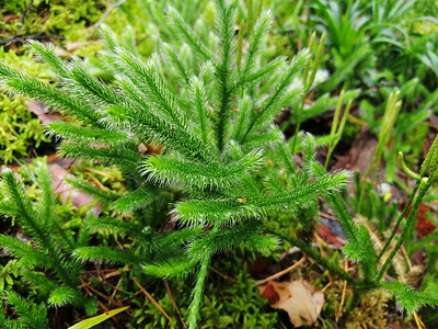 初秋的橡苔 (Lycopodium annotinum)。