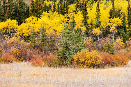 北方地区摄影照片_五颜六色的秋天加拿大育空地区北方森林针叶林