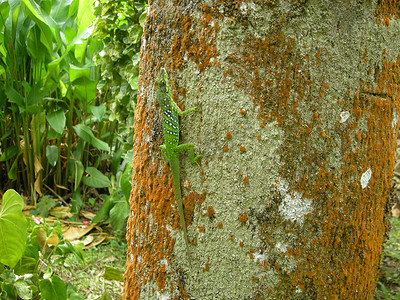 在西印度群岛的树干上休息的绿蜥蜴