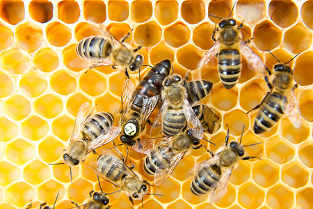 蜂王在蜂巢中产卵