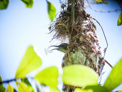 太阳鸟摄影照片_雌性橄榄背太阳鸟坐在巢中的蛋上。