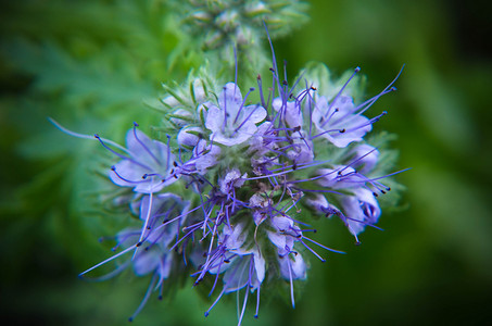 插画丹顶鹤摄影照片_phacelia 花 tanacetifolia 和卑微的蜜蜂的特写镜头收集花蜜