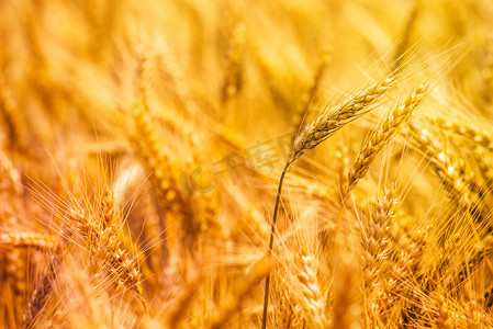 小黑麦摄影照片_收获准备好的小黑麦穗，小麦和黑麦的杂交种