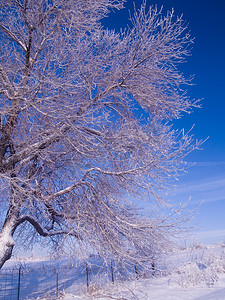 结霜的树枝和蓝天