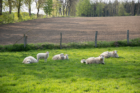 带羊羔的白羊在绿色草坪上吃草，用天然草料剪羊毛