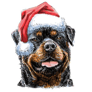 戴着圣诞老人帽子的罗威纳犬