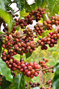 咖啡豆摄影照片_树上的新鲜咖啡豆