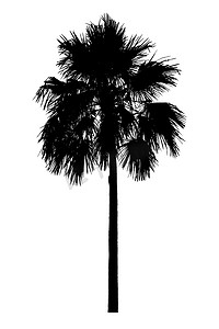 装饰剪影摄影照片_白色的棕榈树剪影美丽的观赏植物