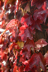 树篱上红葡萄茂盛的叶子